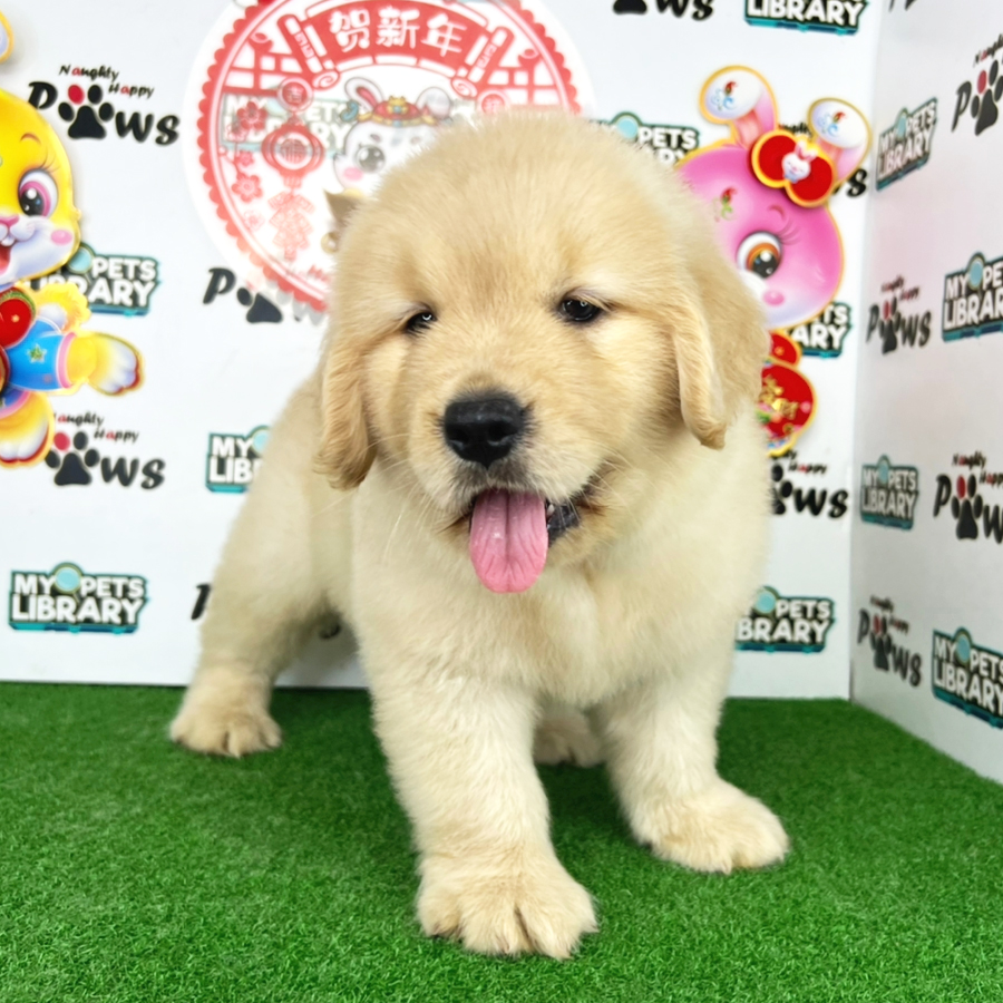 Golden Retriever Puppy (Male) For Sale