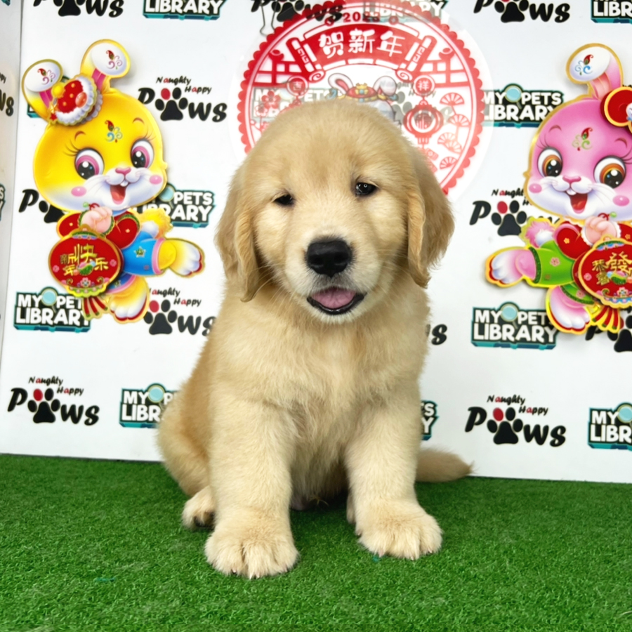 Golden Retriever Puppy (Male) For Sale