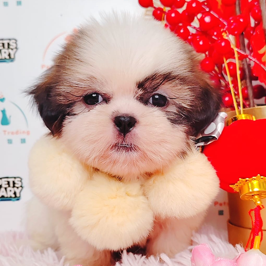Shih Tzu Puppy (Male) For Sale