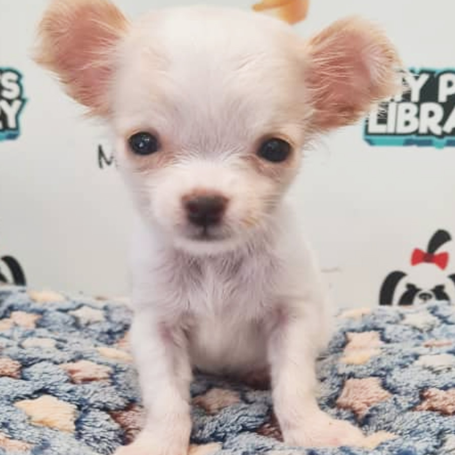 Longcoat Chihuahua Puppy (Female) For Sale