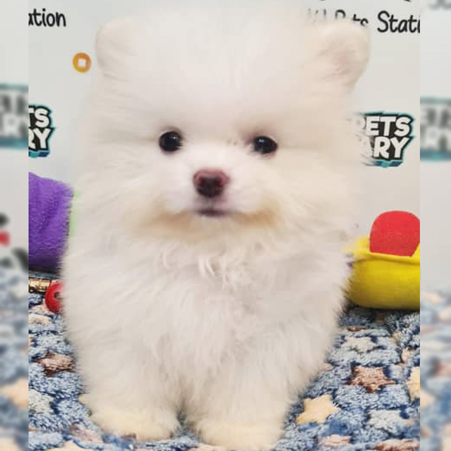 Pomeranian Puppy (Male) For Sale