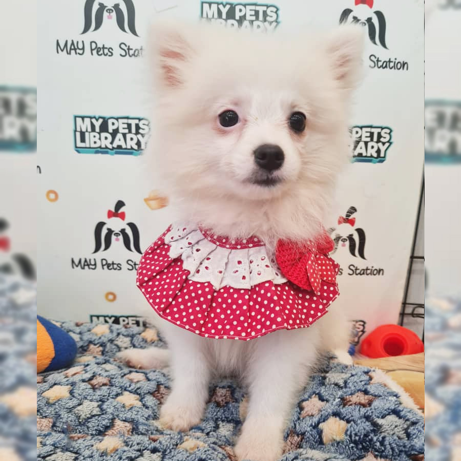Pomeranian Puppy (Female) For Sale