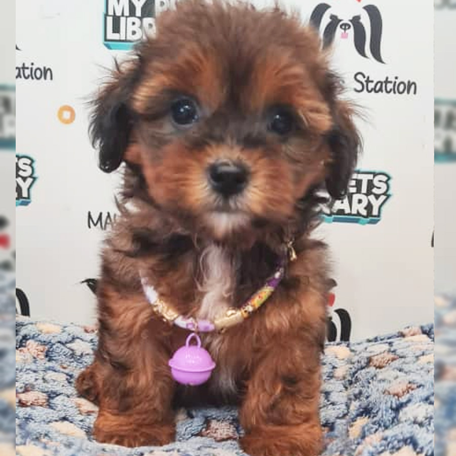 Shihpoo Puppy (Male) For Sale
