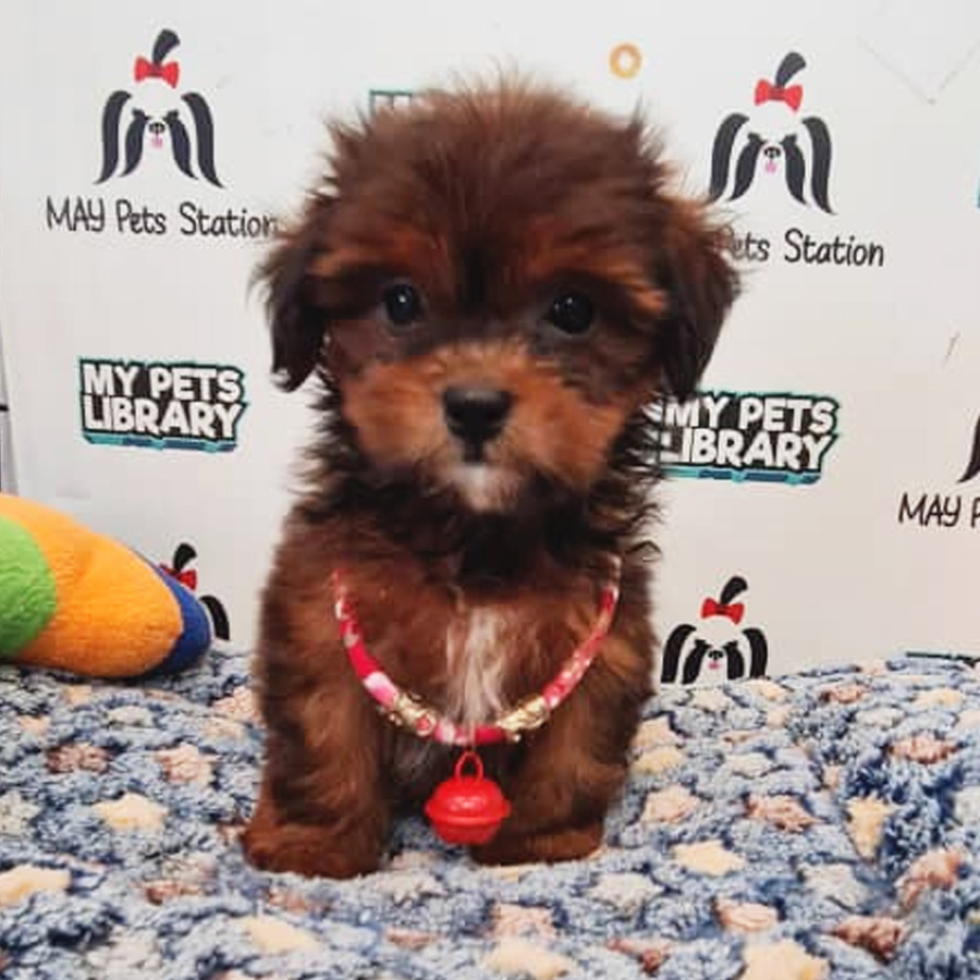 Shihpoo Puppy (Female) For Sale