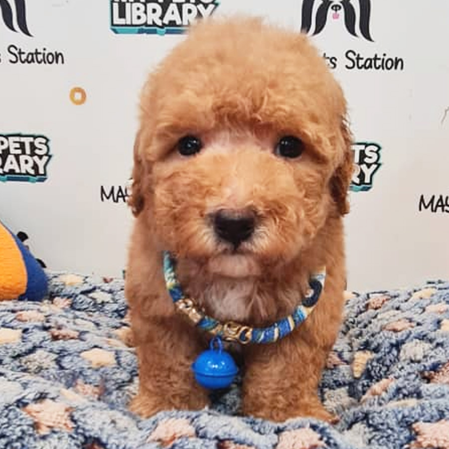 Toy Poodle Puppy (Male) For Sale