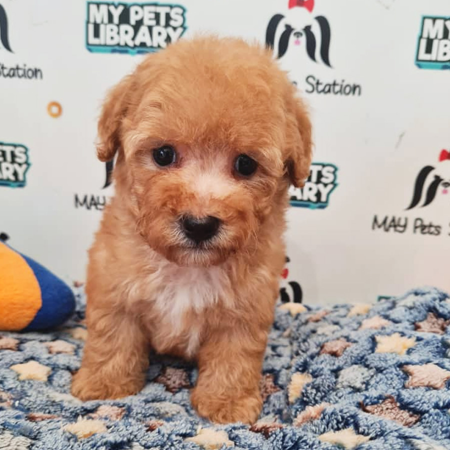 Toy Poodle Puppy (Male) For Sale