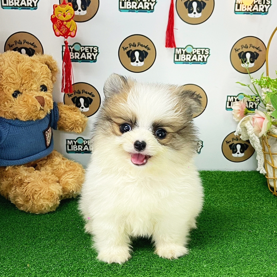Pomeranian Puppy (Male) For Sale