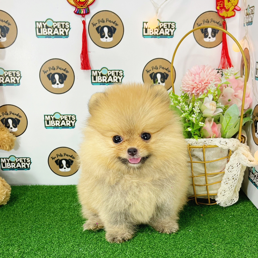 Pomeranian Puppy (Female) For Sale