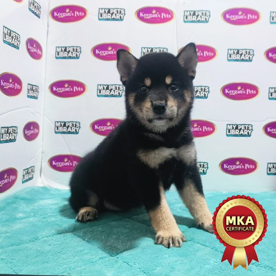 MKA Shiba Inu Puppy (Female) For Sale