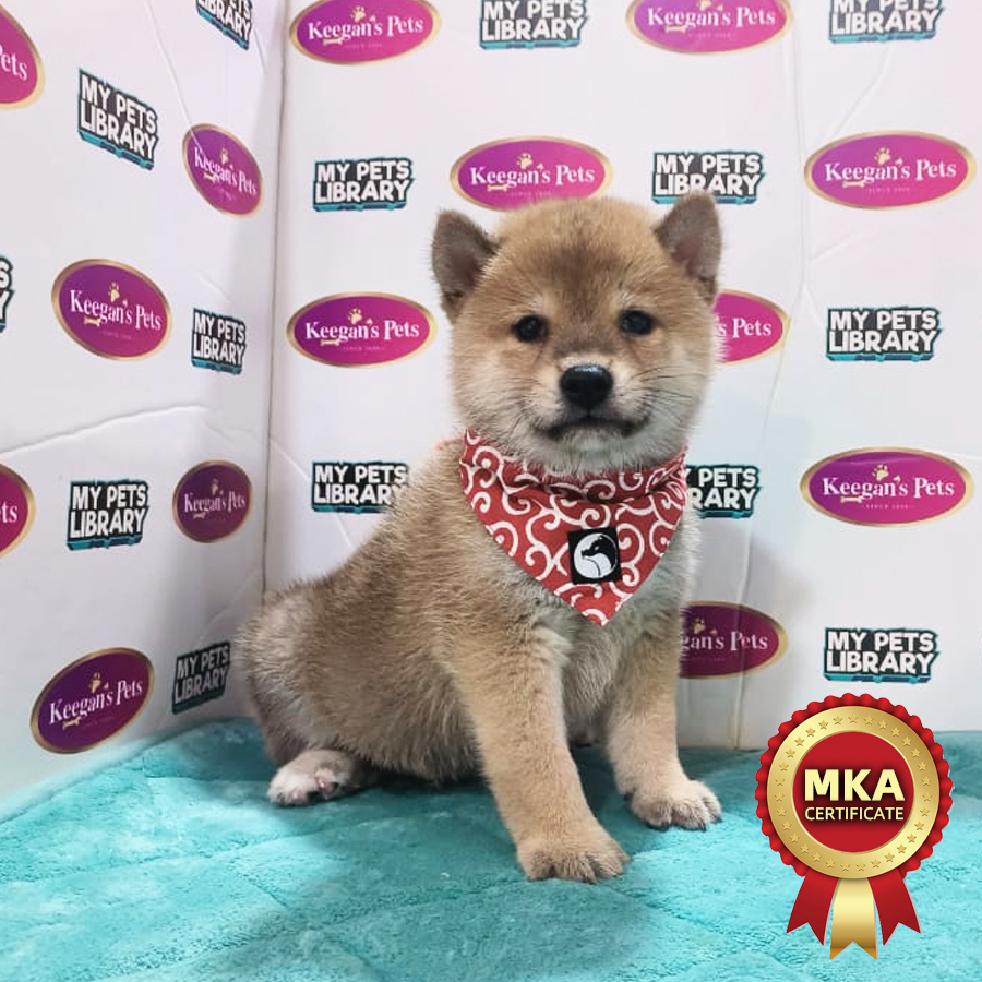Shiba Inu Puppy (Male) For Sale