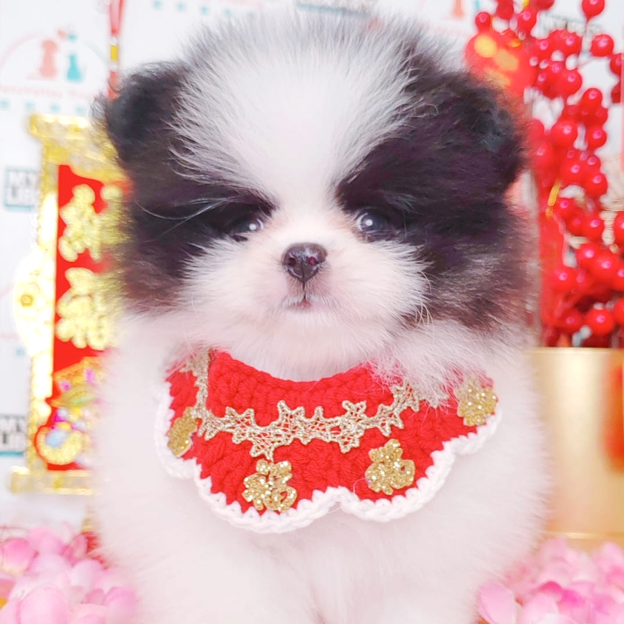 Pomeranian Puppy (Female) For Sale