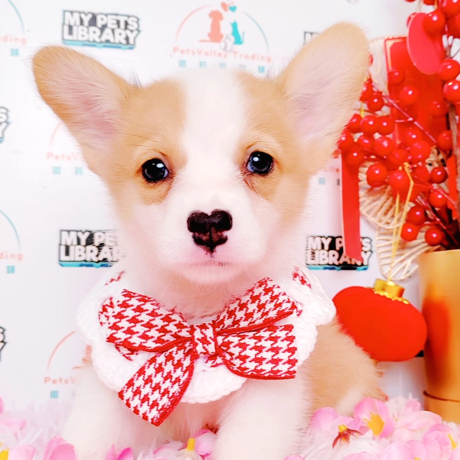 Welsh Corgi Puppy (Male) For Sale