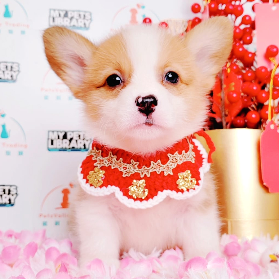 Welsh Corgi Puppy (Female) For Sale