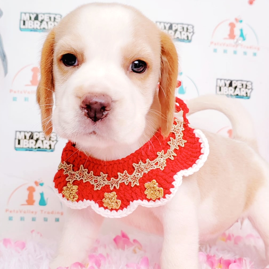 Beagle Puppy (Female) For Sale