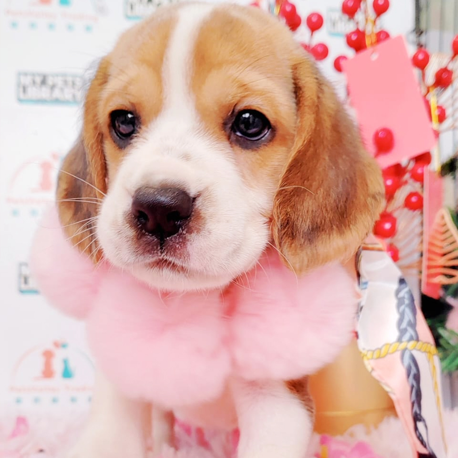 Beagle Puppy (Female) For Sale