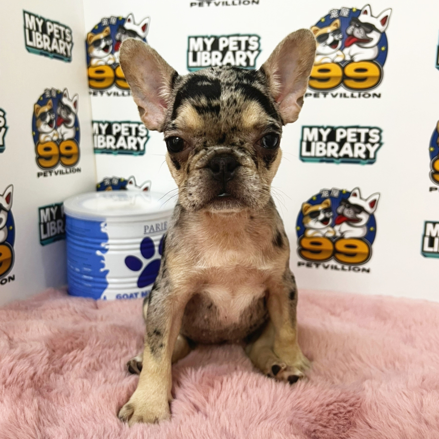 French Bulldog Puppy (Female) For Sale
