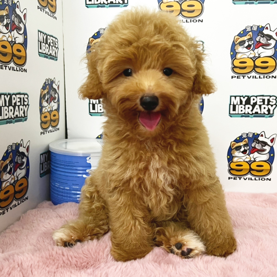 Maltipoo Puppy (Male) For Sale