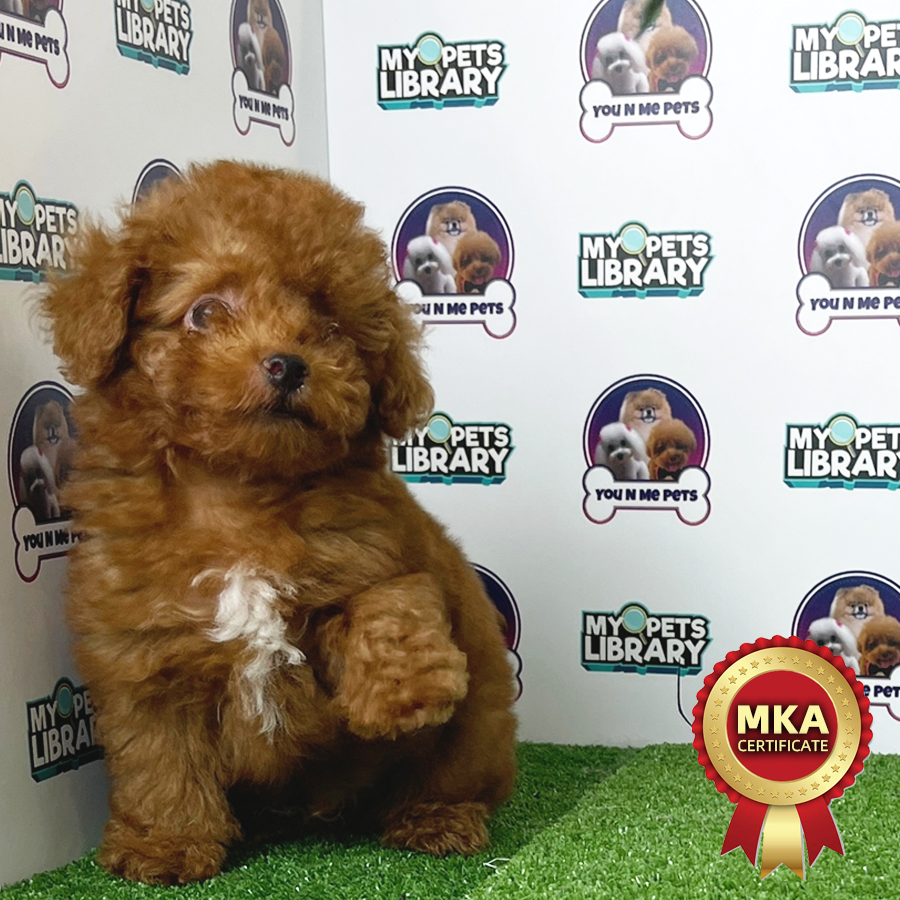 MKA Tiny Poodle Puppy (Male) For Sale
