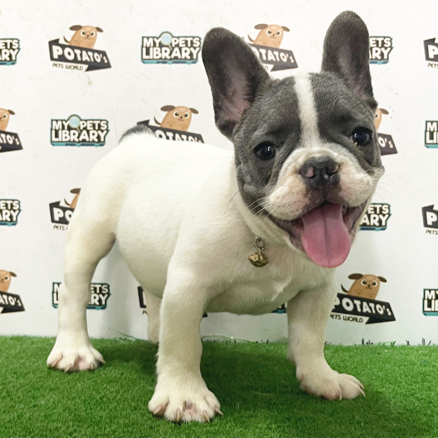 French Bulldog Puppy (Male) For Sale