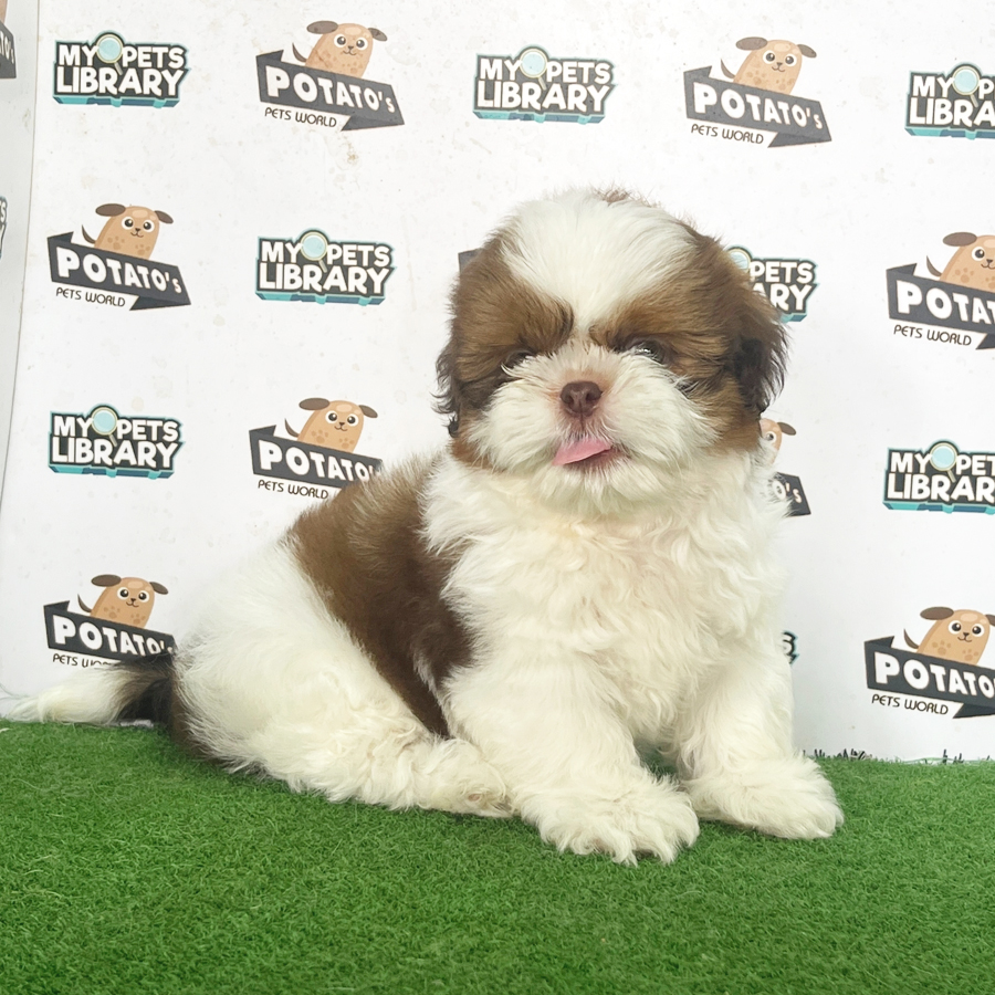Shih Tzu Puppy (Male) For Sale