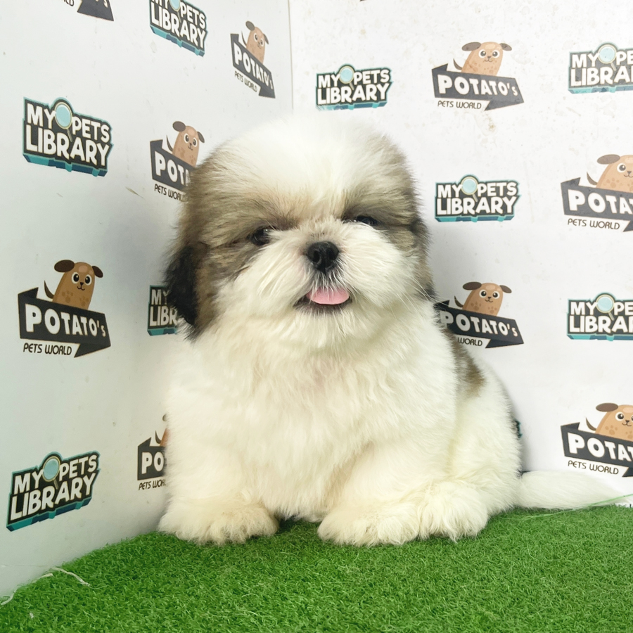 Shih Tzu Puppy (Male) For Sale