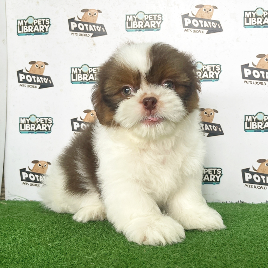 Shih Tzu Puppy (Male) For Sale