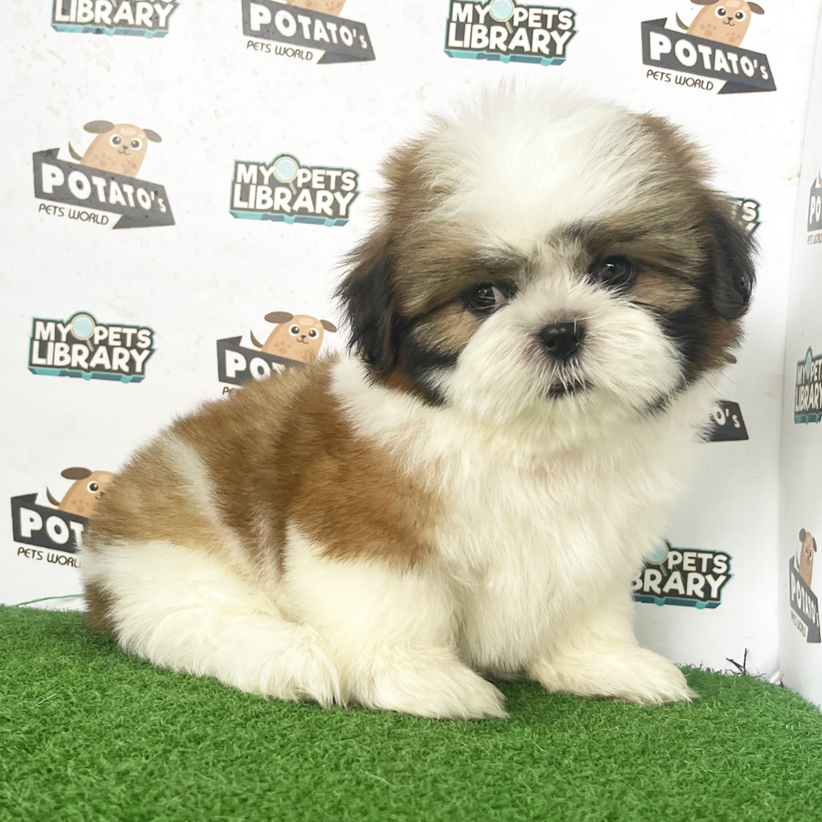 Shih Tzu Puppy (Female) For Sale