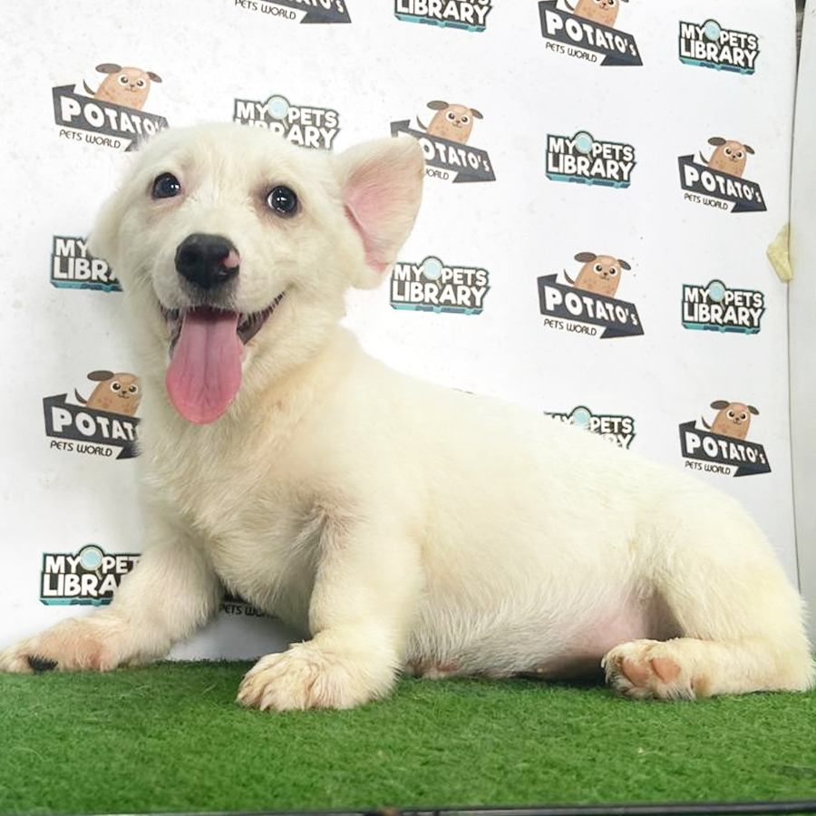 Welsh Corgi Puppy (Male) For Sale