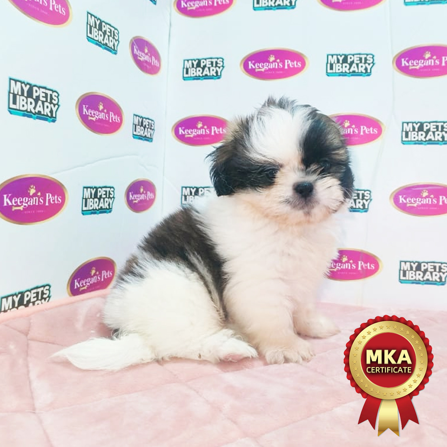 MKA Shih Tzu Puppy (Male) For Sale