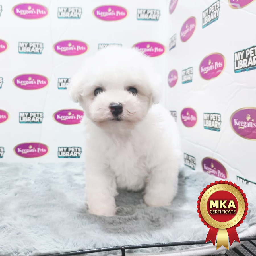 MKA Bichon Frise Puppy (Male) For Sale