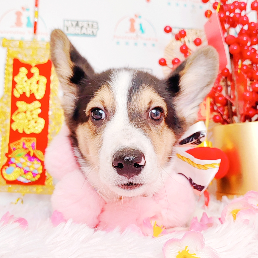Welsh Corgi Puppy (Male) For Sale