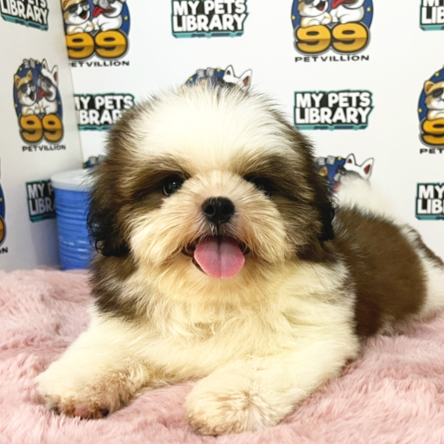 Shih Tzu Puppy (Female) For Sale