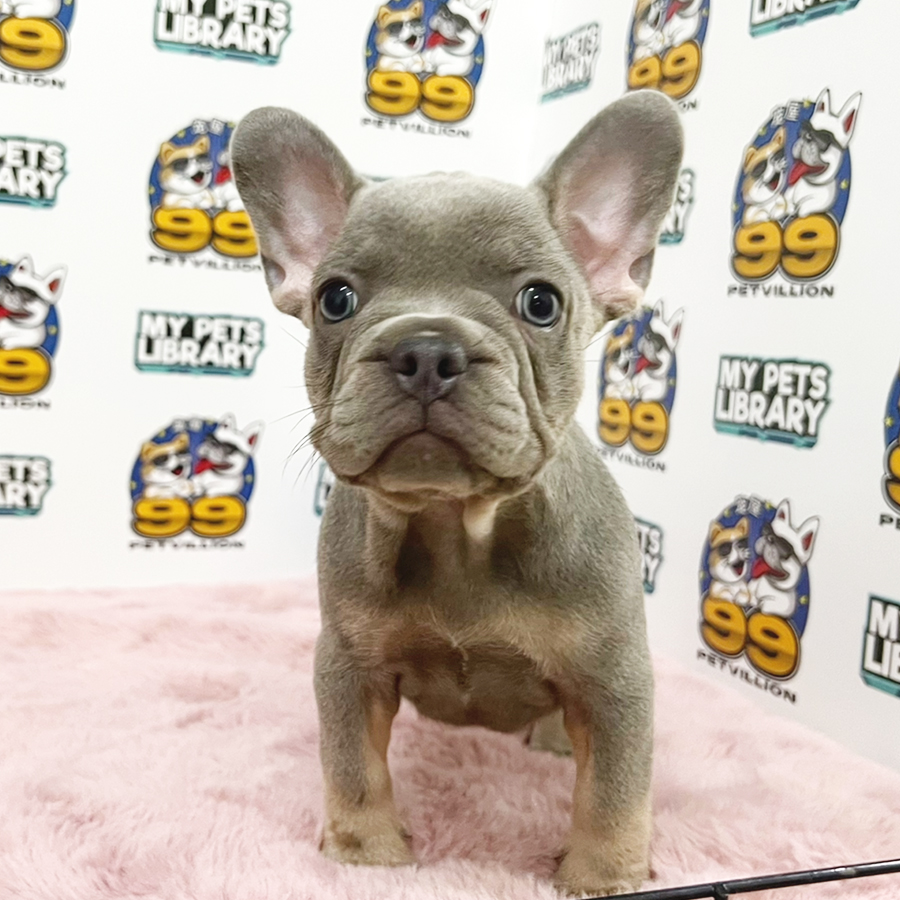French Bulldog Puppy (Female) For Sale