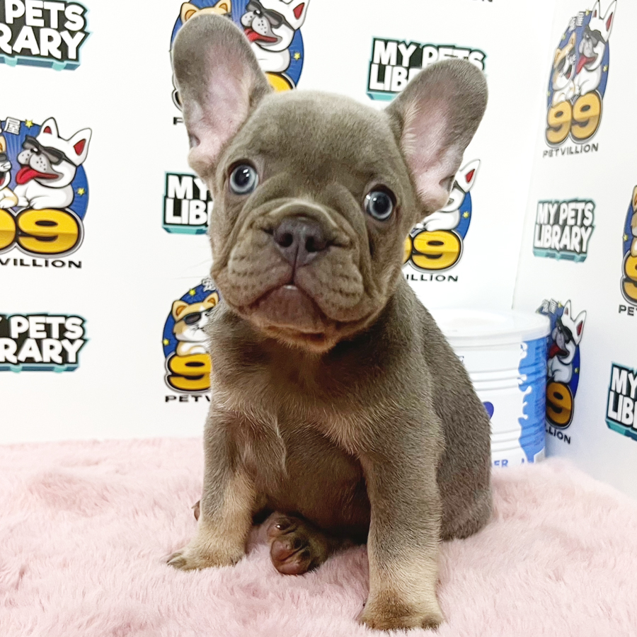 French Bulldog Puppy (Male) For Sale