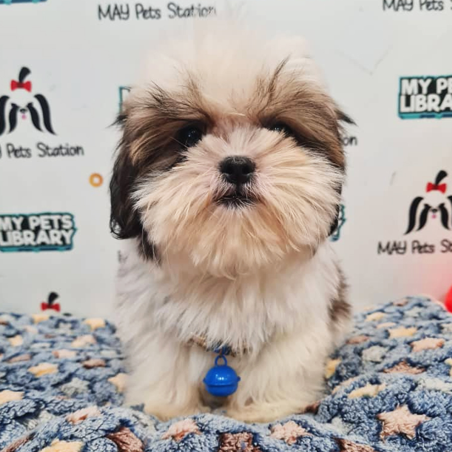 Shih Tzu mix Maltese Puppy (Female) For Sale