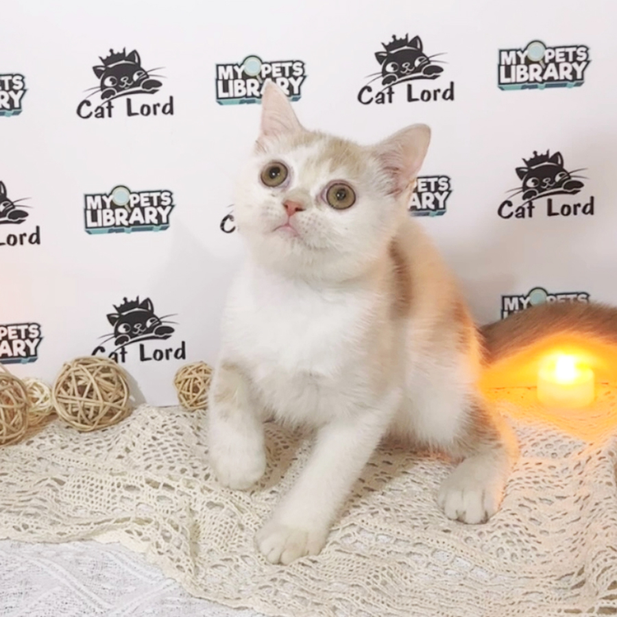 British Shorthair Kitten (Male) For Sale
