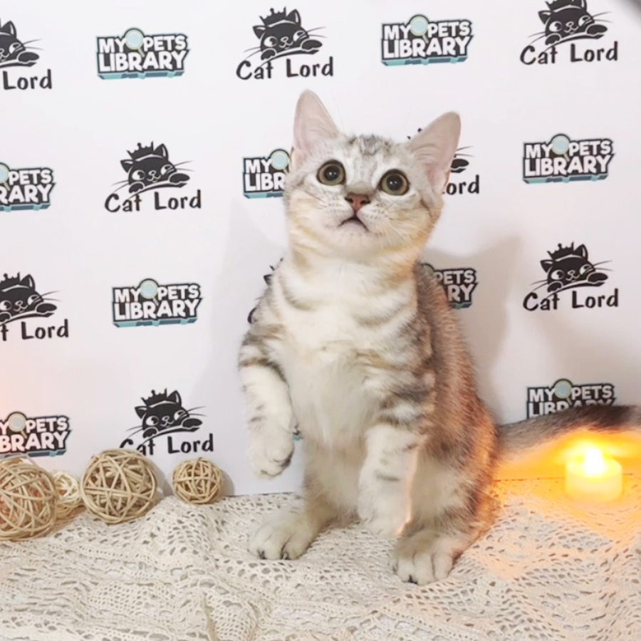 Munchkin American Shorthair Kitten (Female) For Sale