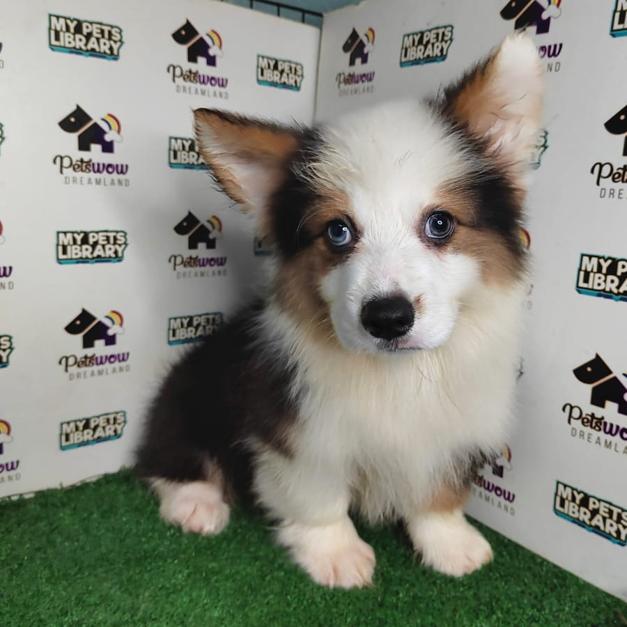 Welsh Corgi Puppy (Male) For Sale