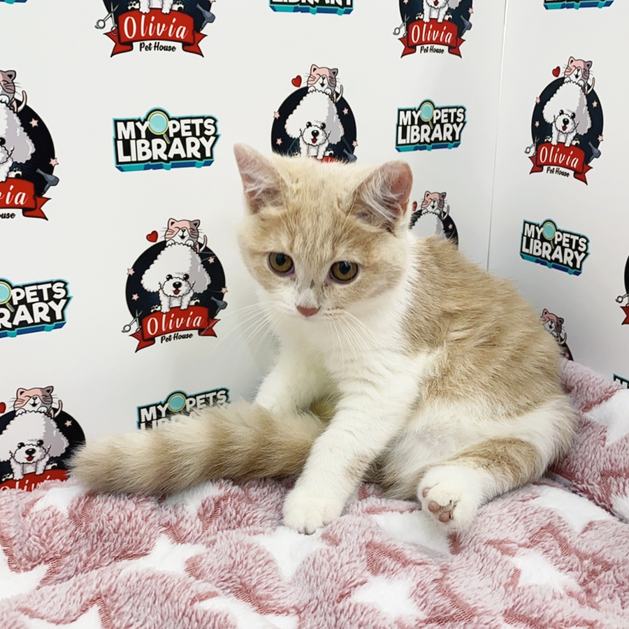 British Shorthair Kitten (Female) For Sale