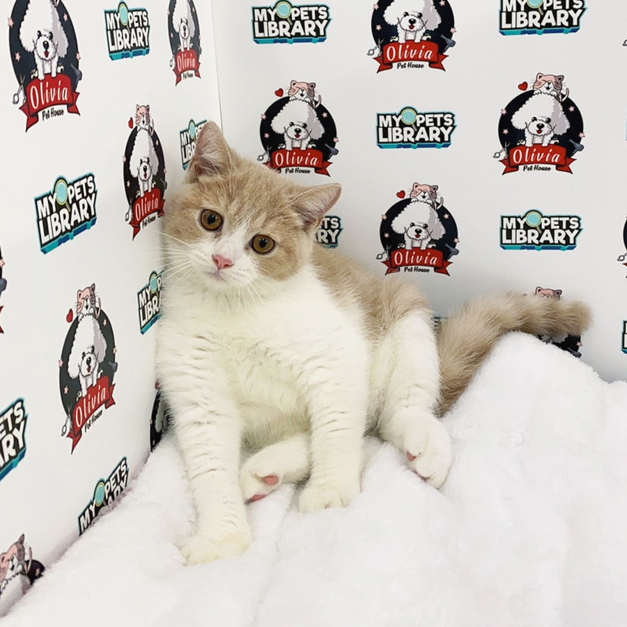 British Shorthair Kitten (Male) For Sale