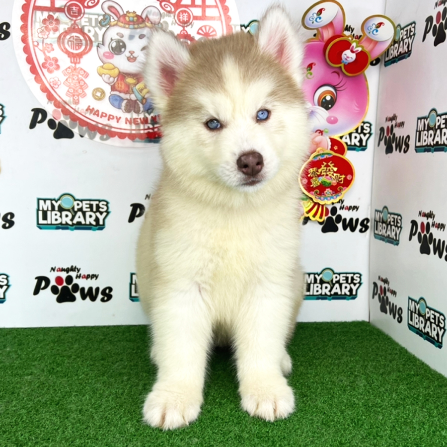 Wooly Husky Puppy (Female) For Sale