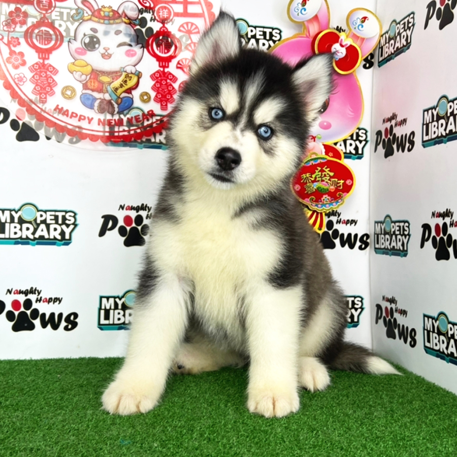 Wooly Husky Puppy (Female) For Sale
