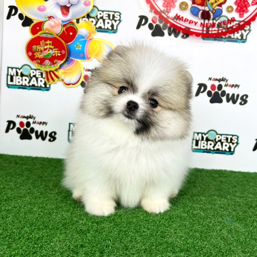 Pomeranian Puppy (Male) For Sale