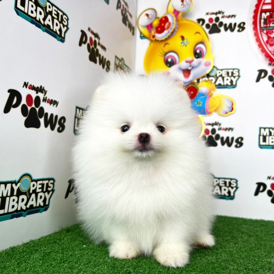 Pomeranian Puppy (Female) For Sale