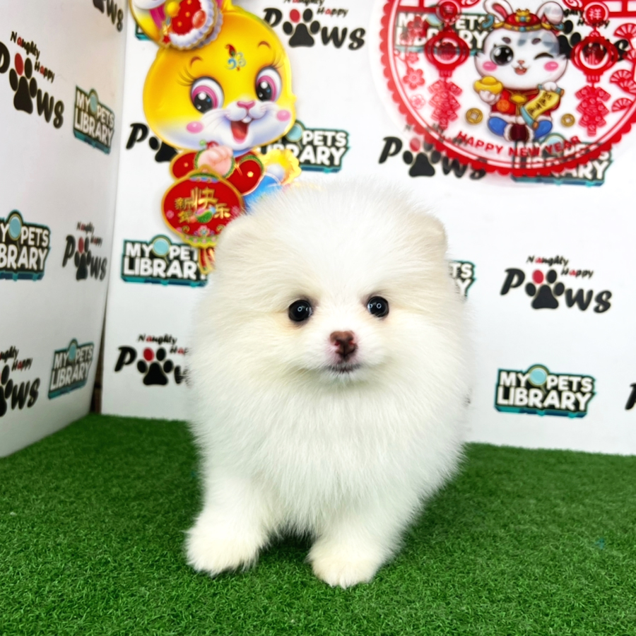 Pomeranian Puppy (Female) For Sale