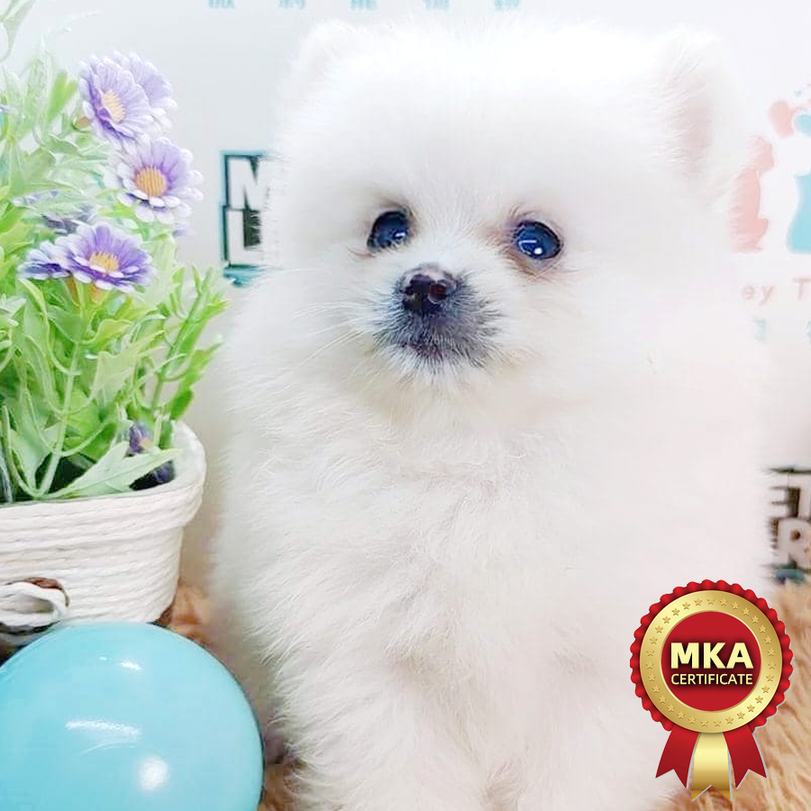 MKA Pomeranian Puppy (Male) For Sale