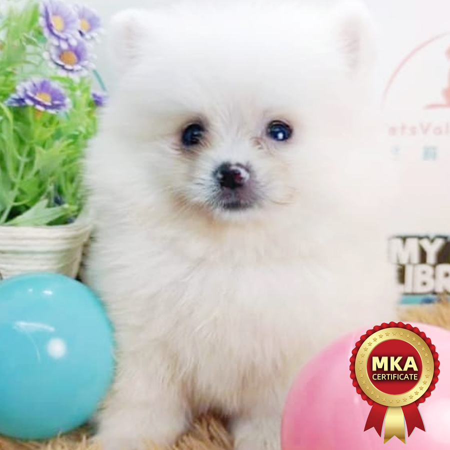 MKA Pomeranian Puppy (Male) For Sale
