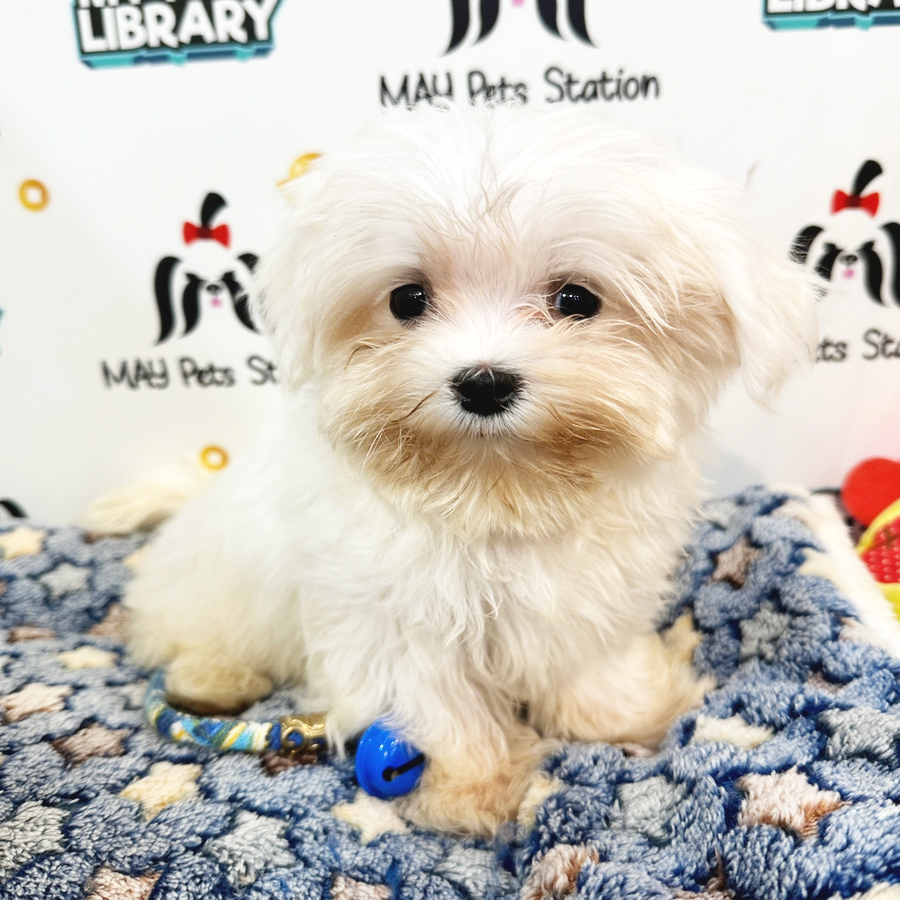 Tiny Maltese Puppy (Female) For Sale