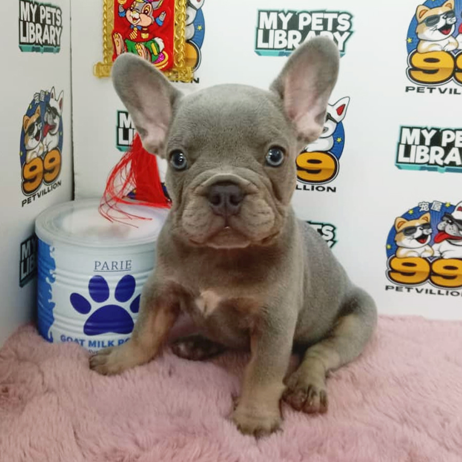 French Bulldog Puppy (Male) For Sale