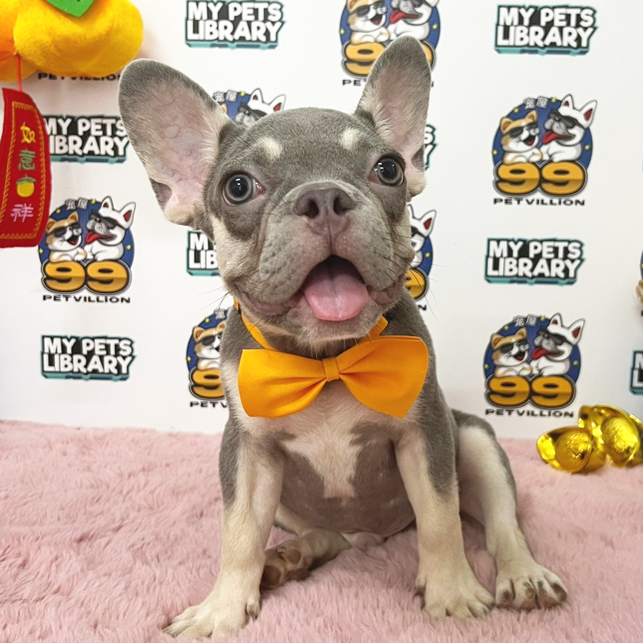 French Bulldog Puppy (Male) For Sale